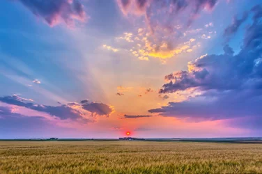 Il sole rosso al tramonto nella foschia, proiettando ombre nel cielo - raggi crepuscolari - e illuminando le nuvole, su un campo di grano maturo vicino a casa in Alberta, 6 agosto 2014